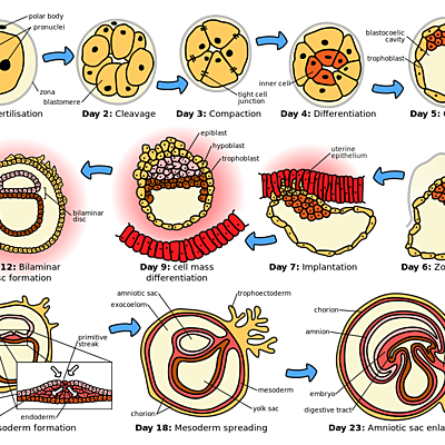 Timeline: Timeline of Early Embryonic Development: Day 1 - 56