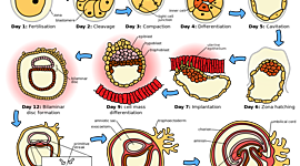 Timeline: Timeline of Early Embryonic Development: Day 1 - 56
