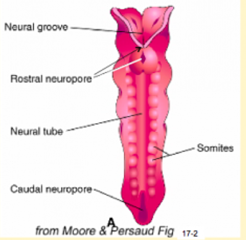 Day 23 to 26- Rostral Neuropore Closes
