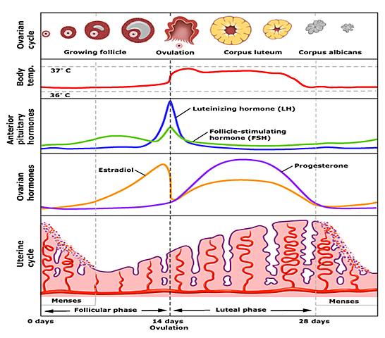 Menstrual Phase