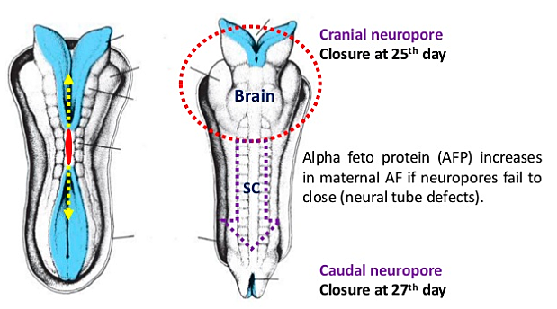 Day 26 to 30- Caudal Neuropore Closes