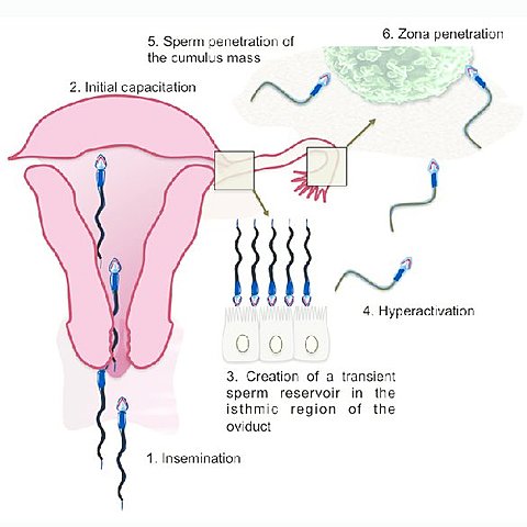 Ovulation Capacitation