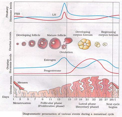 Secretory Phase Stage 1