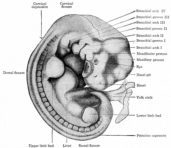 day 32: embryo changes