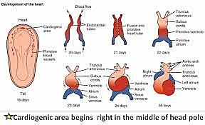 Cardiovascular System- Heart Development Day: 22-23