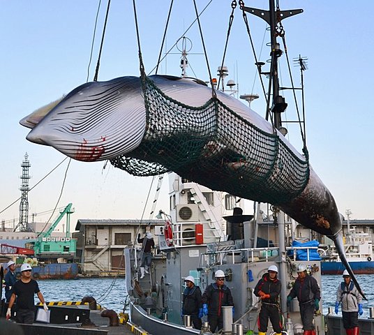 Moratorium of Whaling is Ignored by Norway and Japan