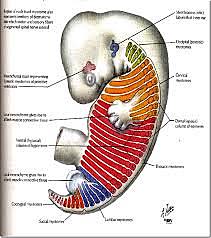 Musculoskeletal System Development: Day 20