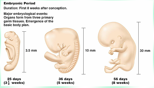 Day 54 to 56- End of Embryonic Development