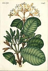 Quina producto estrella en exportacion decada de los 70