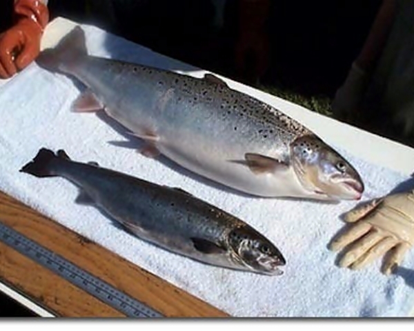 Human growth hormone