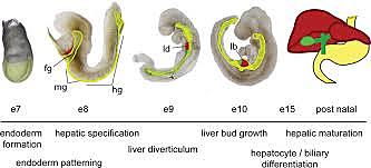 Gastrointestinal Tract Liver Development Day: 45