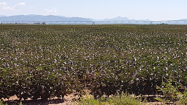 Dumping algodonero afecta a campesinos mexicanos.
