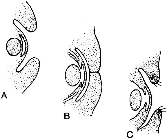 Days 37-40: Stage 16