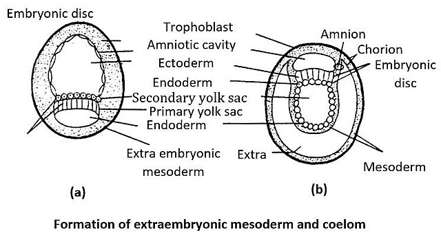 Day 56 - 	Extraembryonic Coelom