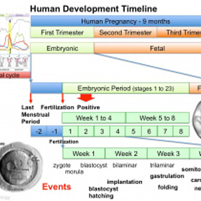Timeline: Early Embryonic Development