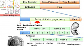 Timeline: Early Embryonic Development