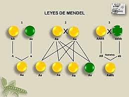 Leyes de Mendel