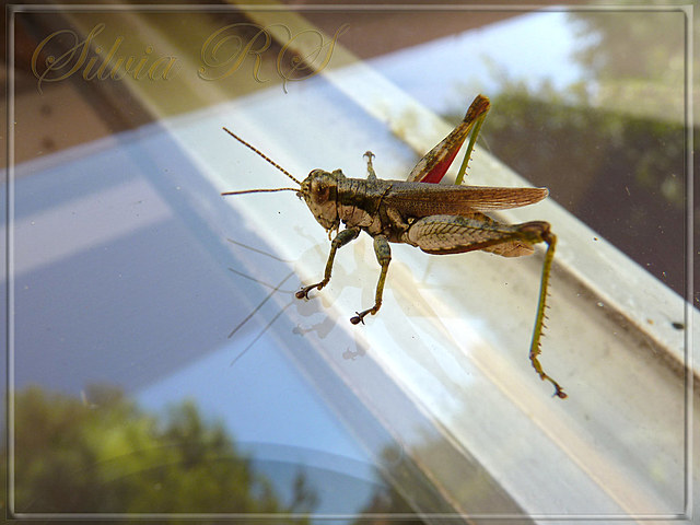 La visión del grillo