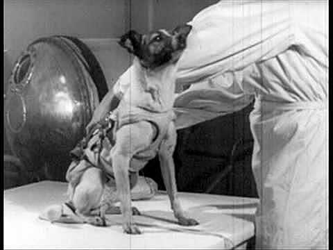 Primer ser vivo lanzado al espacio.
