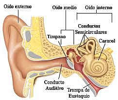 PARTE DE LOS OÍDOS
