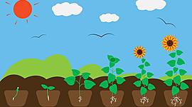 Timeline: Germinación de una planta