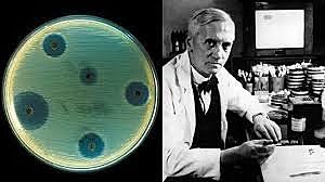 Alexander Fleming descubre la penicilina