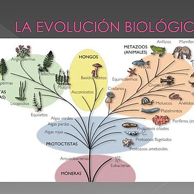 Timeline: Evolución biológica.