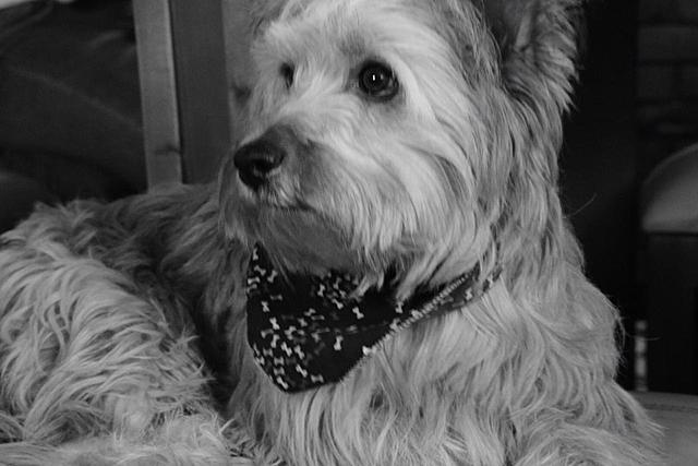 RESCATE A MI PERRITO