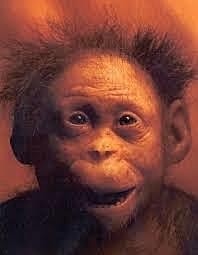 AUSTRALUPITECUS AFARENCIS