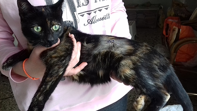 Το γατάκι στειρώνεται. Τη φροντίδα του αναλαμβάνουν μεγαλύτερα παιδιά.