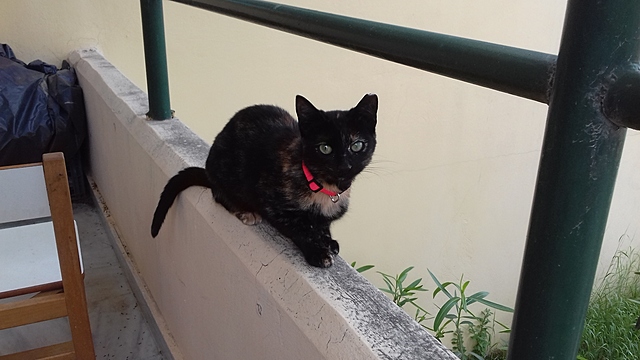 Αναρρώνοντας από την επέμβαση, επιστρέφει στο νηπιαγωγείο όπου εξακολουθεί να ζει προσωρινά περιμένοντας την παντοινή του οικογένεια.