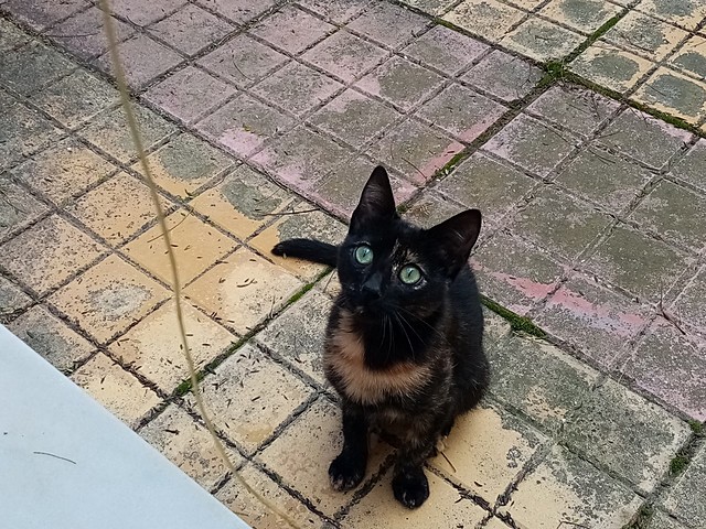 Τα παιδιά αποφασίζουν να ονομάσουν το γατάκι Μαυρούλα λόγω του χρώματός της.