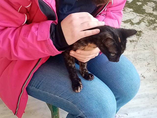 Τα μεγαλύτερα παιδιά την επισκέπτονται κάθε μέρα, φροντίζοντας για το φαγητό, την τροφή, τα χάδια και το παιγνίδι της.