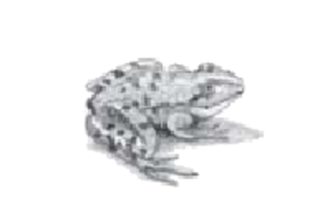 Grenouille