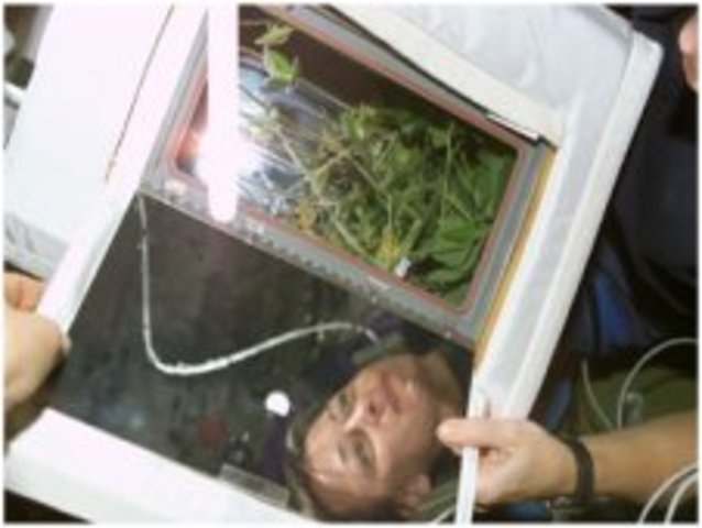 Antigravity Effects on Plants Reseearch "astroculture"