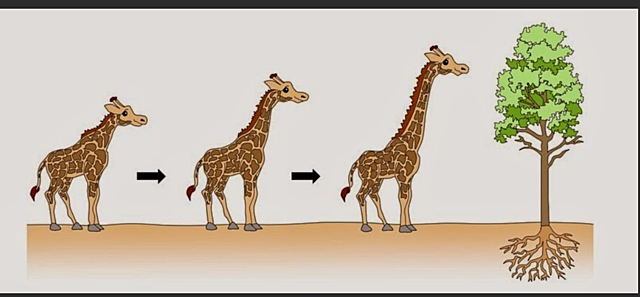 Filosofía zoológica