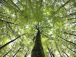 Primera ley de protección de recursos forestales en América Latina