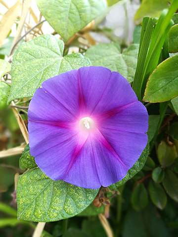 Fruten eta Loreen Azoka