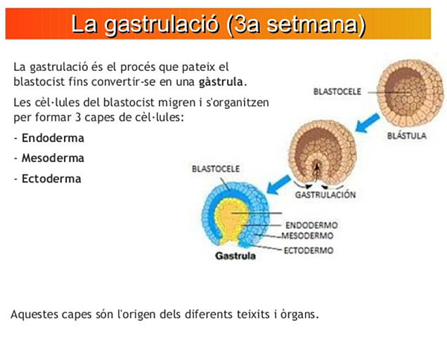 3. Gastrulació