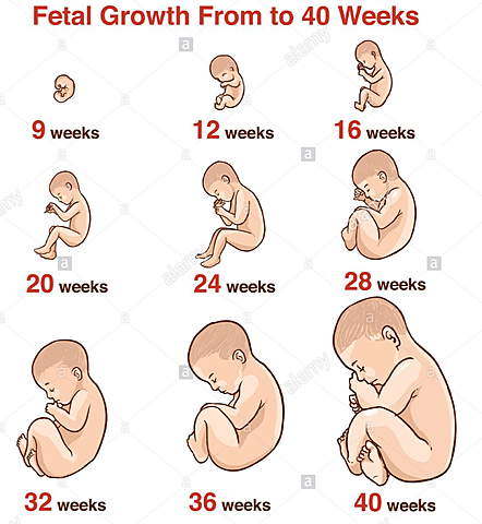 6. Inici de l'etapa fetal