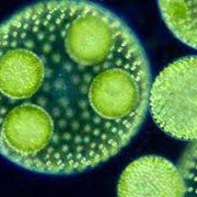 Timeline: Teoría Celular