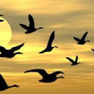 Timeline: Το ταξίδι των πουλιών από την Αφρική στην Ελλάδα