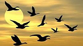 Timeline: Το ταξίδι των πουλιών από την Αφρική στην Ελλάδα