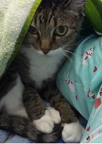 Fabiana - Adotou Lily sua gata