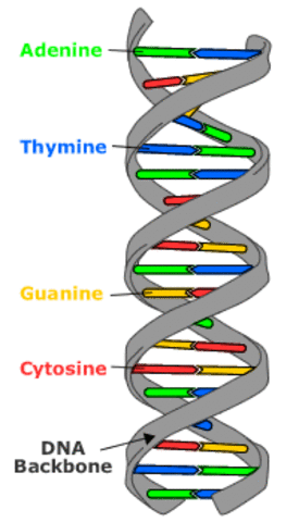 Biologists discover double helix DNA structure.