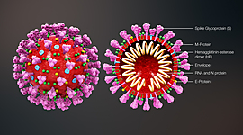 Timeline: corona virus