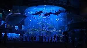 DORY TORNA ALL'ACQUARIO DOVE ERA NATA