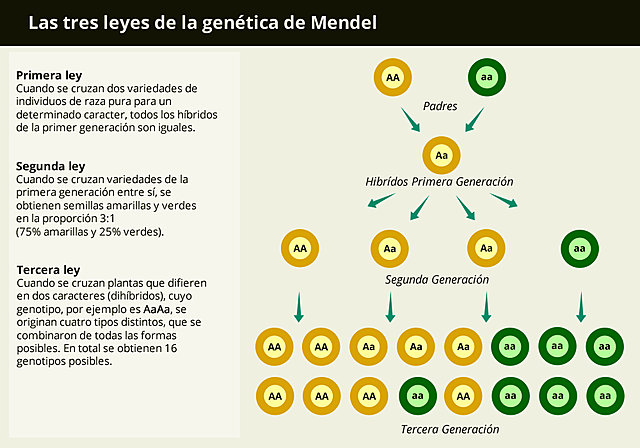 Las tres leyes de Mendel