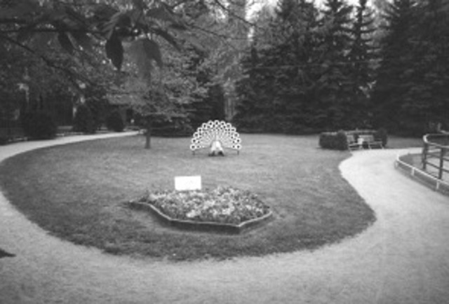 Aufstellung Plastik Pfau