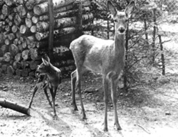 Nachwuchs bei zwei Rehen